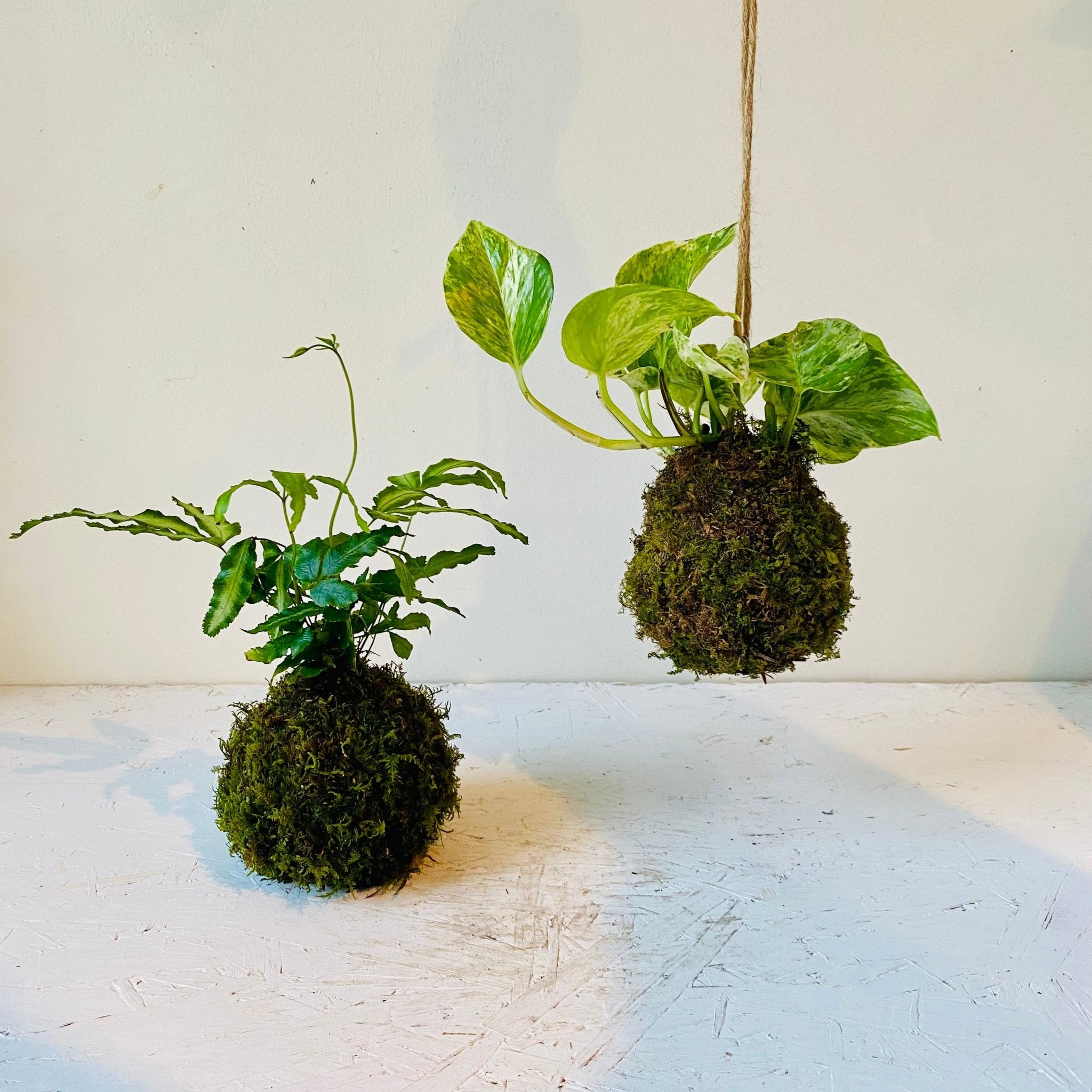 Kokedama workshop Sunday, January 12th 10 - 11am - MIKAFleurWorkshop