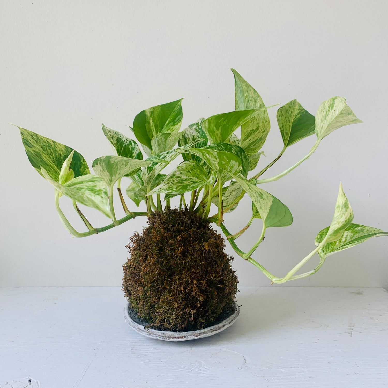 Pothos Kokedama - MIKAFleurPlant