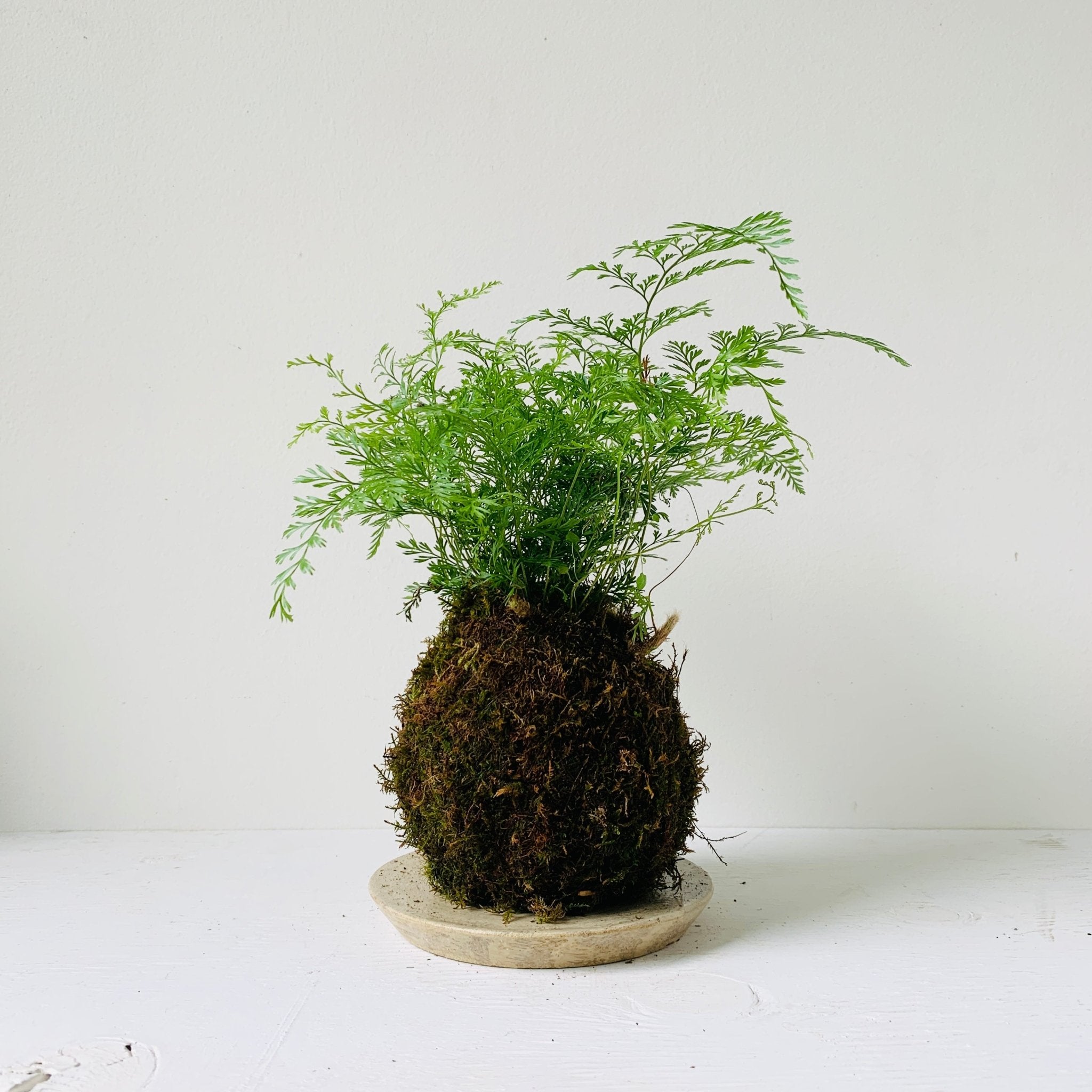 Rabbit foot Fern kokedama - MIKAFleurPlant