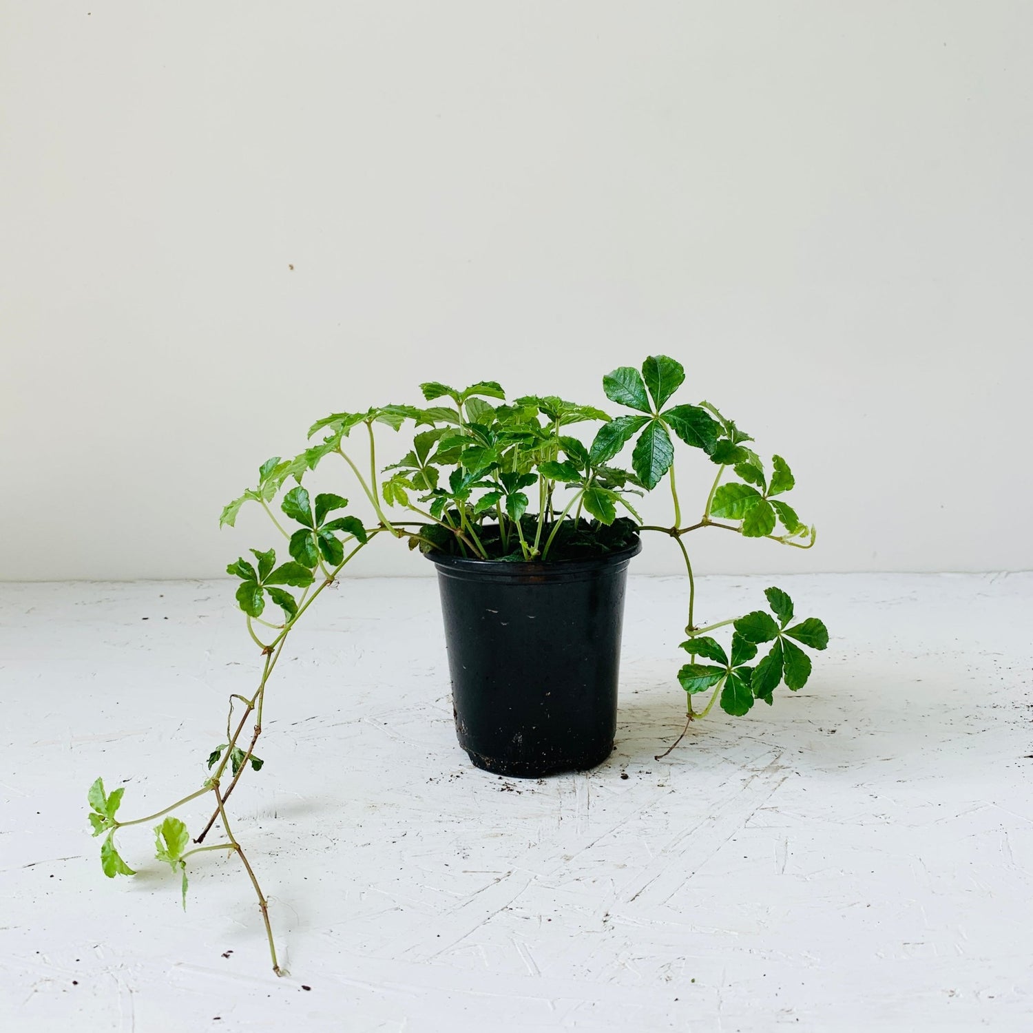 3.5&quot; Sugar Vine - MIKAFleur