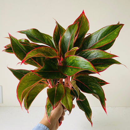 5&quot; Chinese evergreen &quot;Red siam&quot; - MIKAFleur