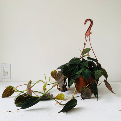 6” Hanging Pot Philodendron Micans - MIKAFleurPlant