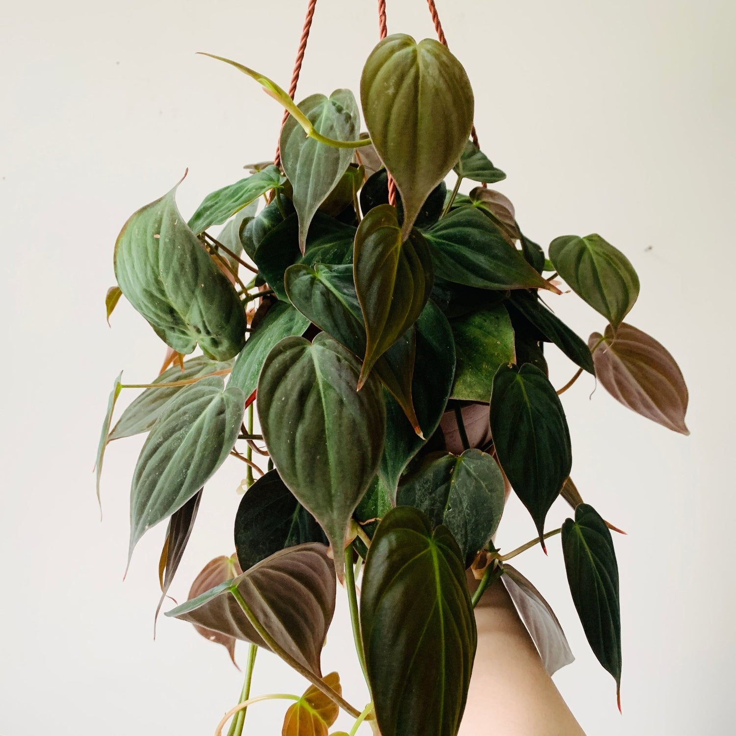 6” Hanging Pot Philodendron Micans - MIKAFleurPlant