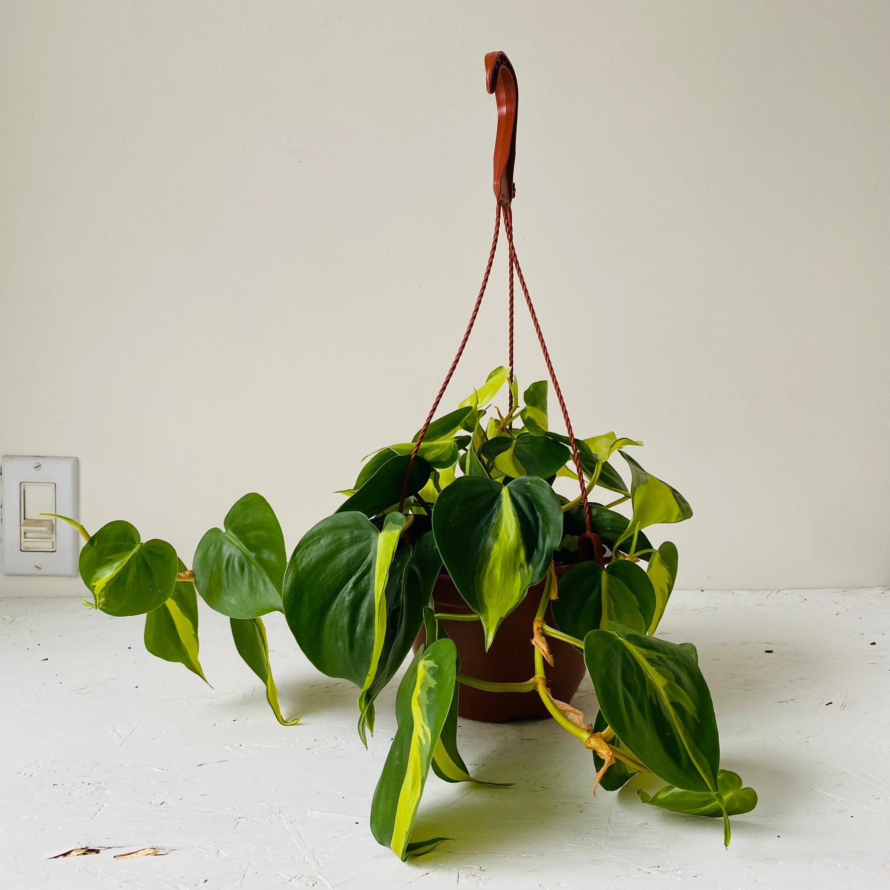 6&quot; Philodendron Brasil - MIKAFleurPlants